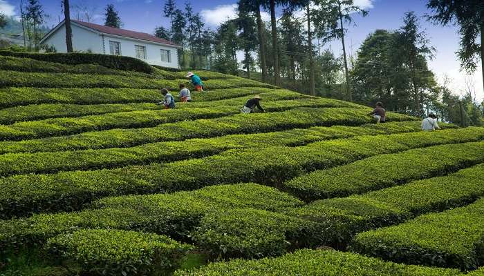 feel the real taste of coffee at one of the best things to do in Chikmagalur