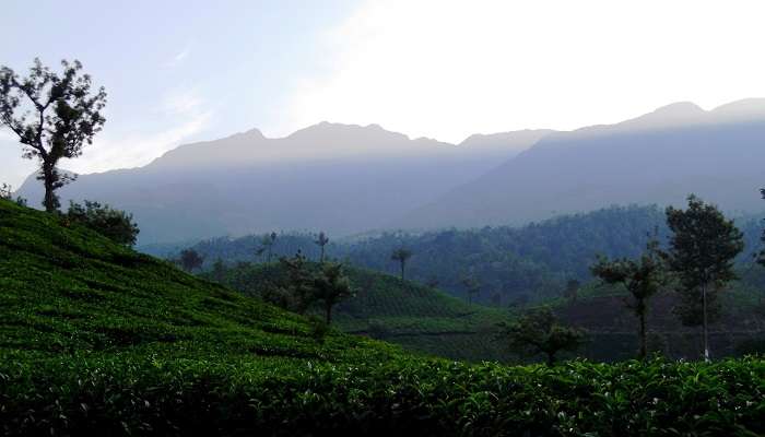 Wayanad in January