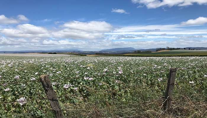 Best Trip To Tasmania In February