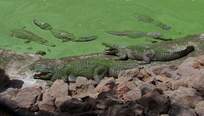 crocodile pool, among Things To Do In Jim Corbett