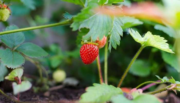 flying-bird-strawberry-farm2