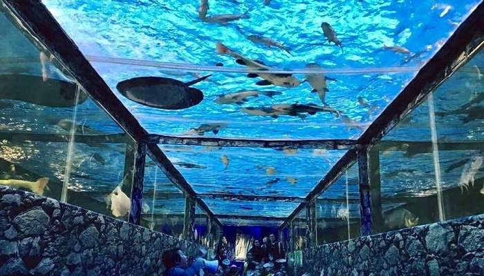 One of the perfect places to visit in Pattaya for marine life enthusiasts and children.