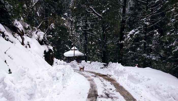 Visiting Panchpula Waterfall and woods is one of the top things to do in Dalhousie