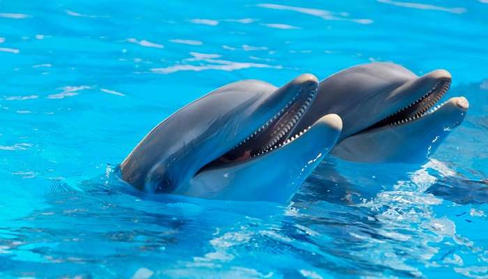 Dolphin interaction program, singapore tourist attractions