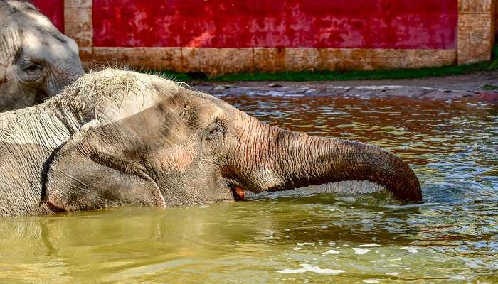 Swim with elephant can be the best things to do in Andaman