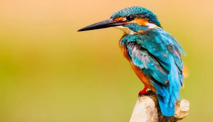 Bird Watching is one of the best things to do in Andaman