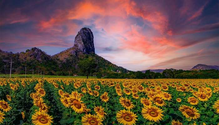 Sunflower fields at Lopburi Province