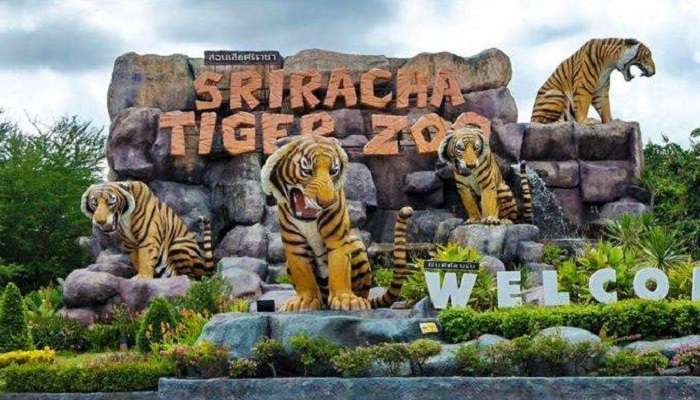 One of the most amazing places to visit in Pattaya for fans of these big cats.