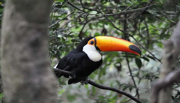 A toucan in the wilderness.