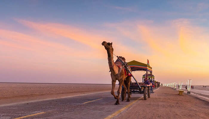 Camel Cart At Rann