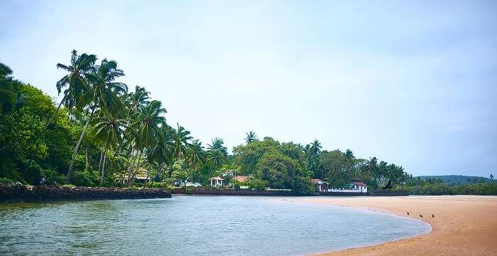 Scenic View Of The Calangute Beach In Goa