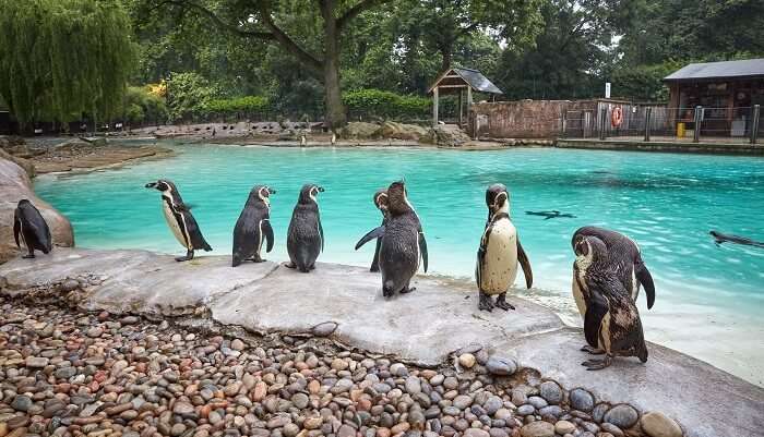 wildlife at the London Zoo