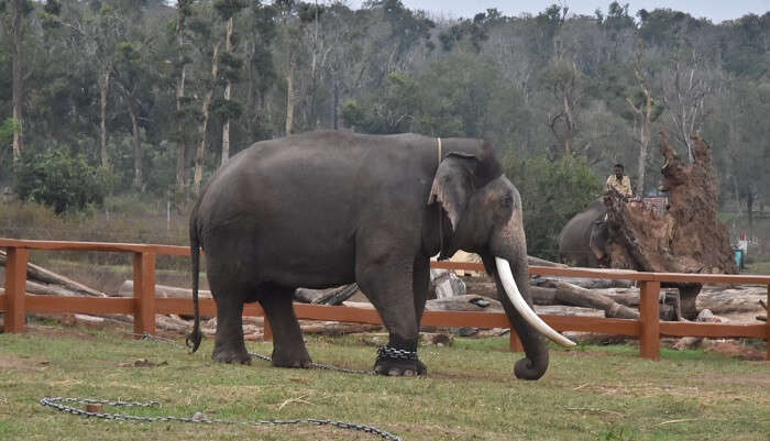 Campamento de elefantes Theppakadu