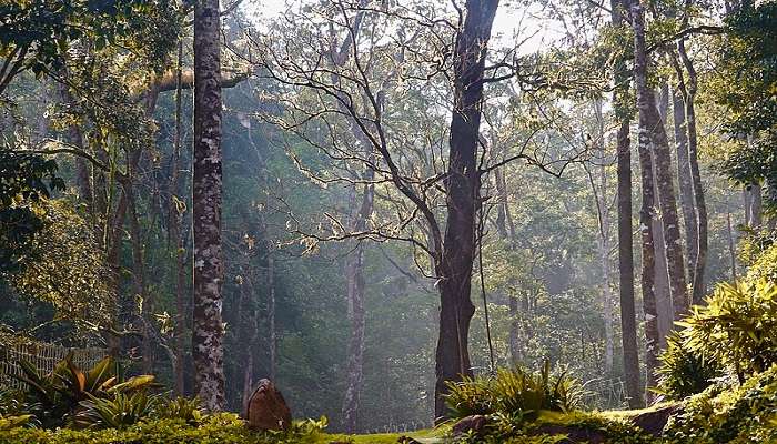 Suntikoppa- one of the places to visit in Coorg