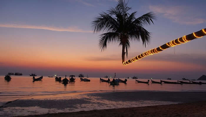 Coconut tree on Sairee beach at sunset