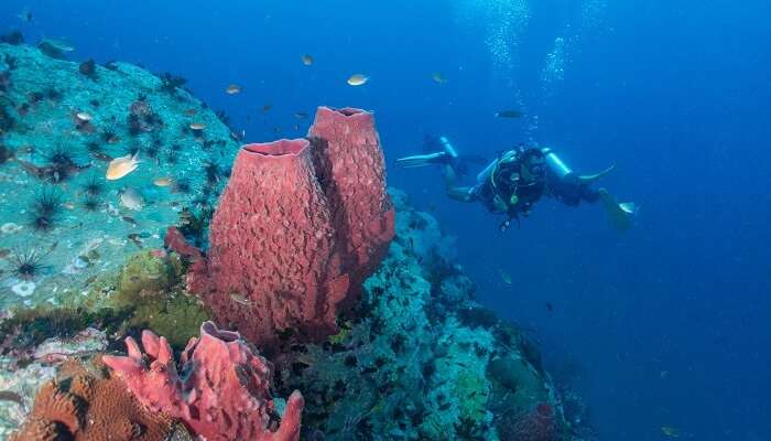 A scuba diver at Chumphon Pinnacles