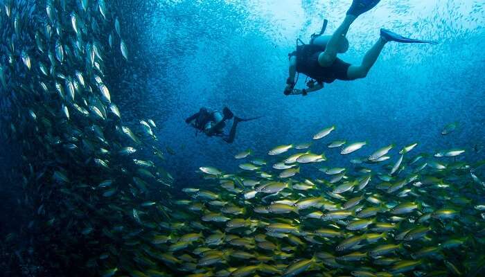 Beautiful image of scuba divers swimming