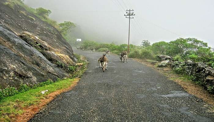 Munnar is one of the best places to visit in India in monsoons during vacation.