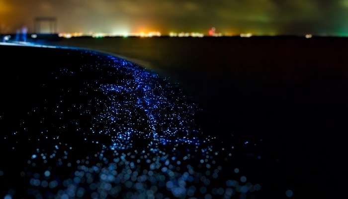 Many bright particles in the Sea of Stars Maldives