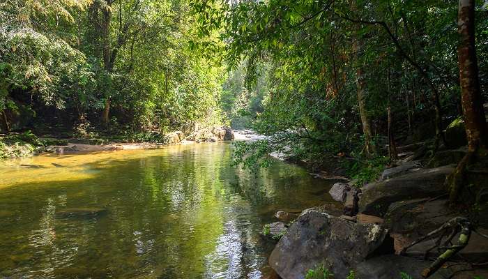 Lush green forest in Sinharaja