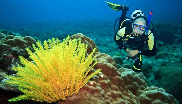 Diver underwater with feather starfish on foreground