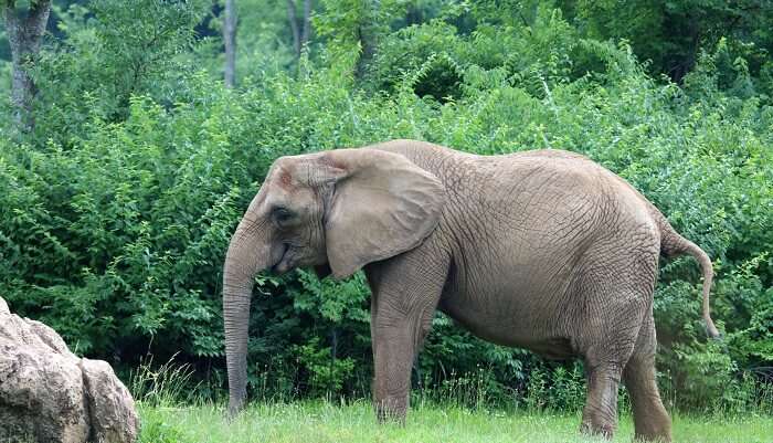 Elephant roaming freely at Boon Lott’s Elephant Sanctuary in Sukhothai