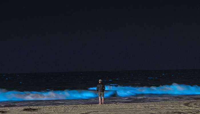 bioluminescence waves in beach