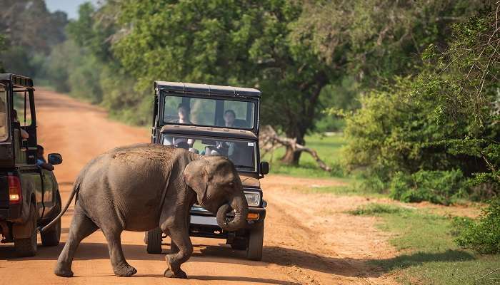 wild baby elephant crossing road in Yala National Park