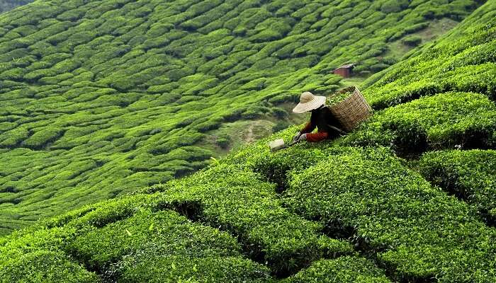 Best Tea Plantations in Sri Lanka