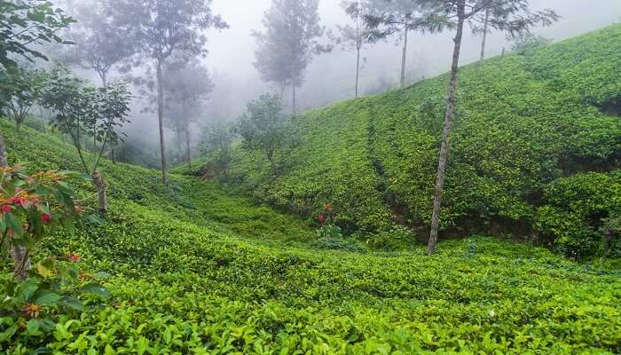 Mist over the lush green tea gardens