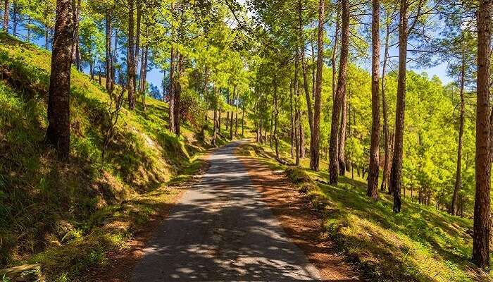 Binsar- Best Places To Visit In India