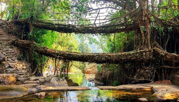 Root bridge at one of the best places to visit in India, Meghalaya