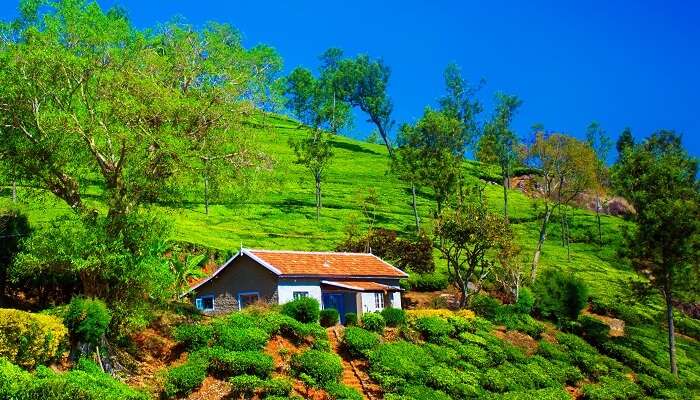 Explore Coonoor if you are searching for the hill stations for honeymoon in Tamil Nadu 