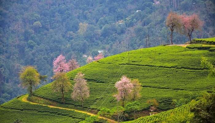 Coorg- Best Places To Visit In India