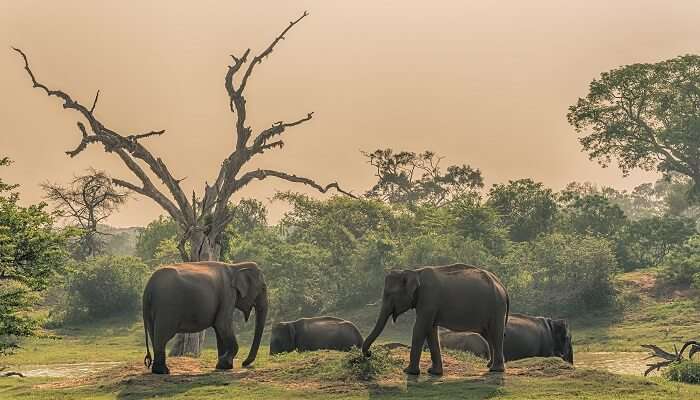 Group of elephants near the water drinking area at Yala National Park