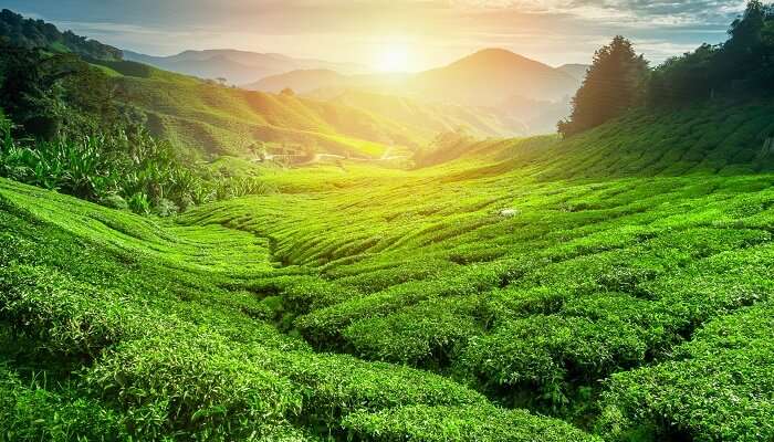 Alluring vistas of tea plantations during sunset