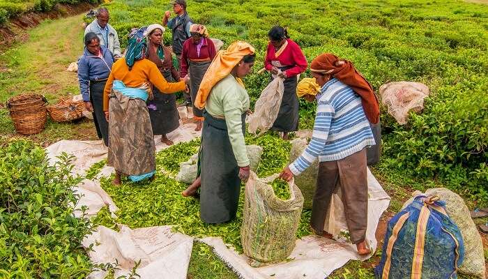 traditional tea plucking method at haputale