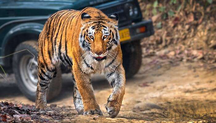 Tiger spotting at Jim corbett: one of the best places to visit in India