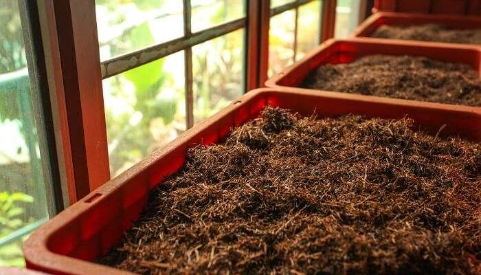 bulk ceylon tea in plastic boxes