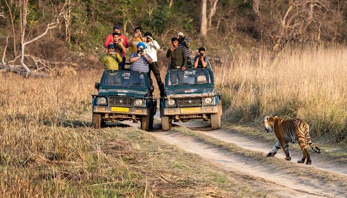 Jungle safari at one of the best places to visit in India