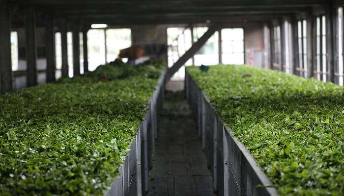 picked and ready for processing in the factory