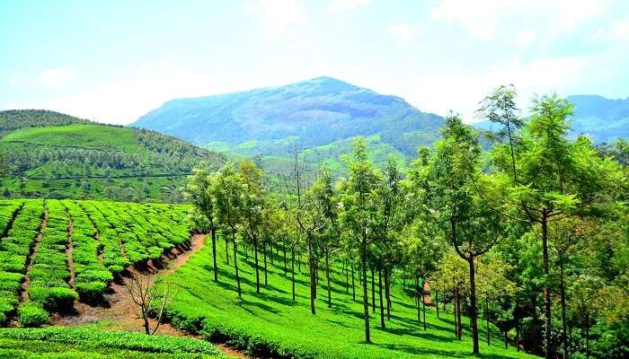 Munnar is a captivating lush green hill station, one of the best places to visit in August in India.