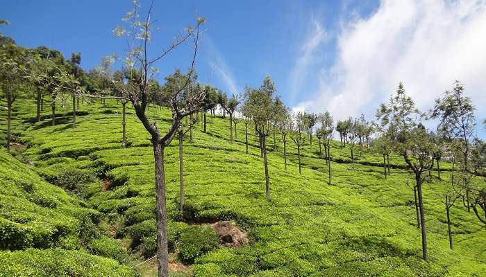 The lush-green tea plantation in Ooty make it one of the top places to visit in September in India