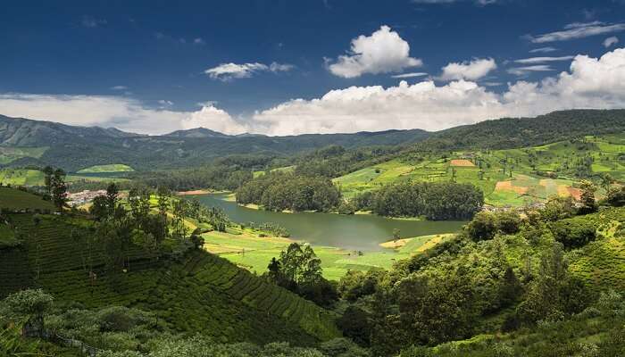 Tea plantation of Ooty, one of the best places to visit in India