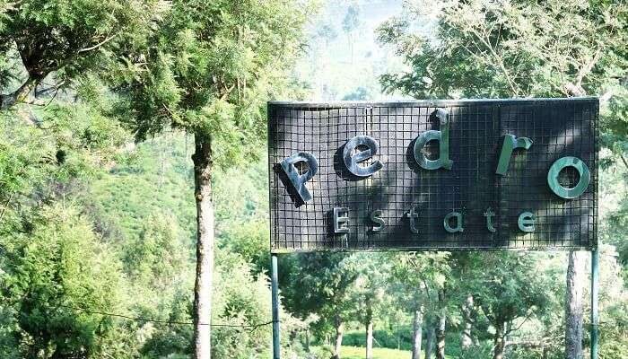 Pedro tea estate plantation sign at the entrance