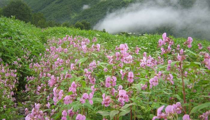 Get mesmerized by the colorful flowers at the Valley of Flowers
