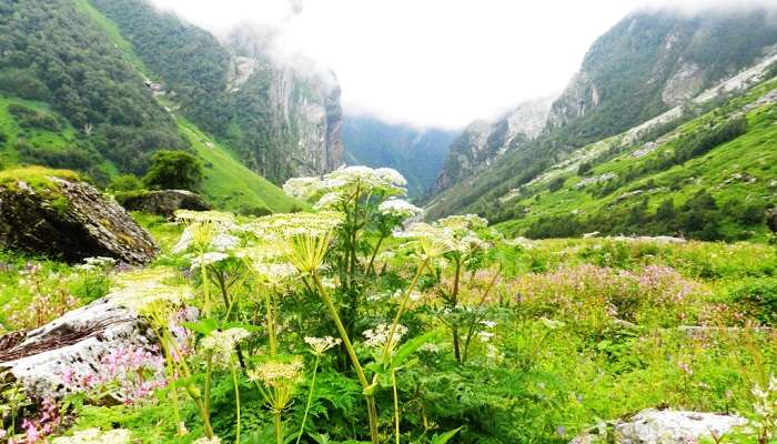 Valley of Flowers, best places to visit In August In India