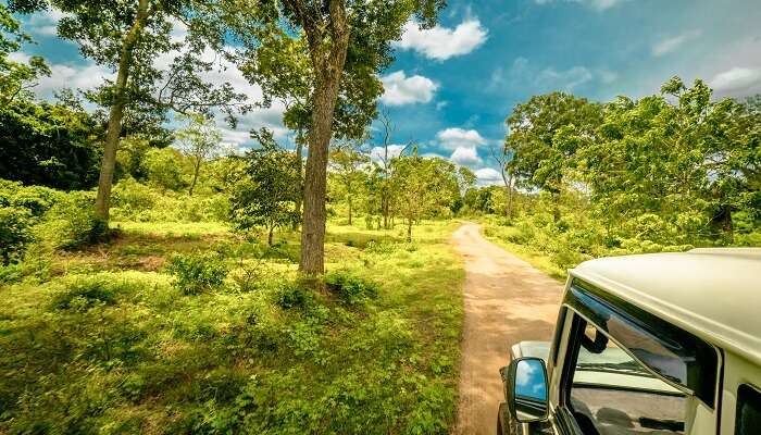 Explore intriguing wildlife at Yala National Park