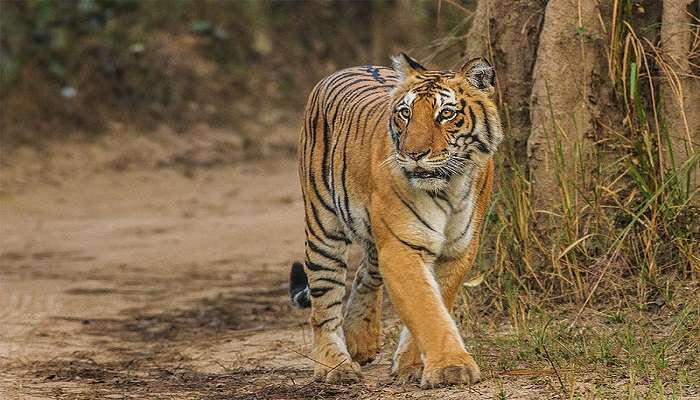 Jim Corbett National Park is one of the must-see places to visit in Uttarakhand