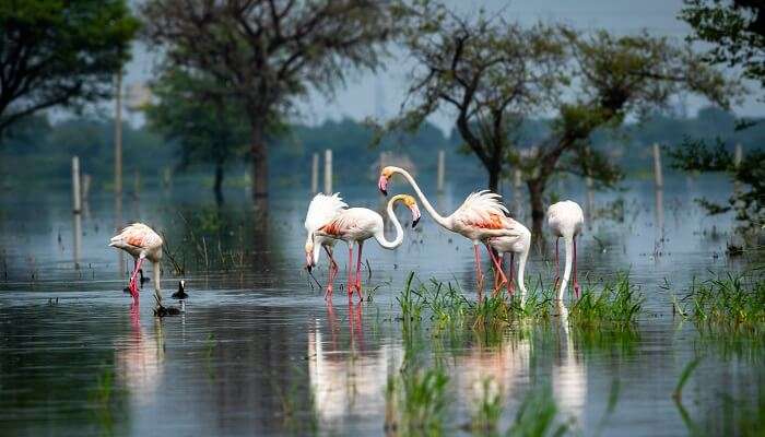 Avifauna of the Bharatpur, one of the best one day trips from Delhi